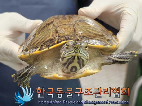 종료(안락사) 거북…