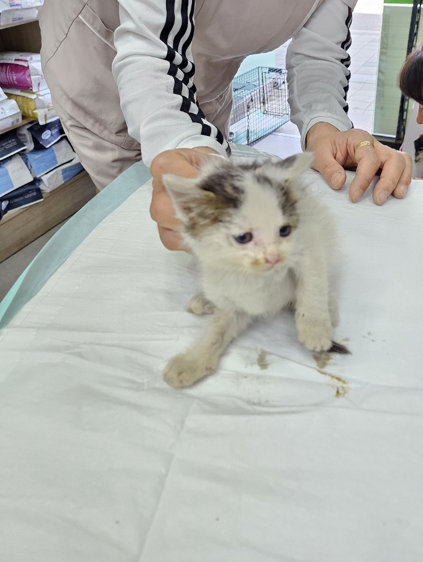 보호중 한국 고양이…