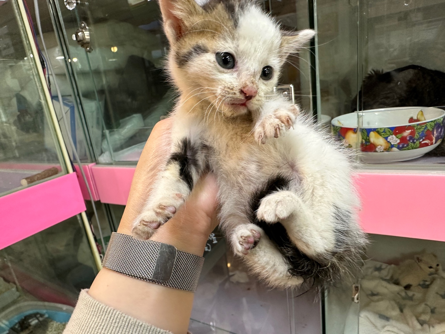 보호중 한국 고양이…