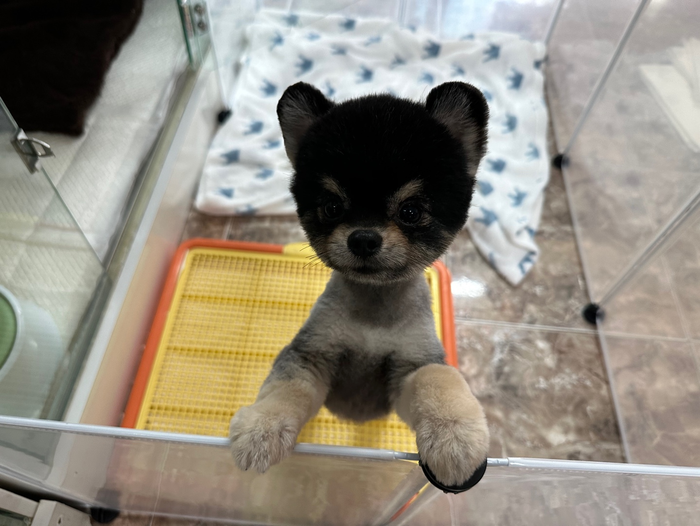 보호중 포메라니안의…