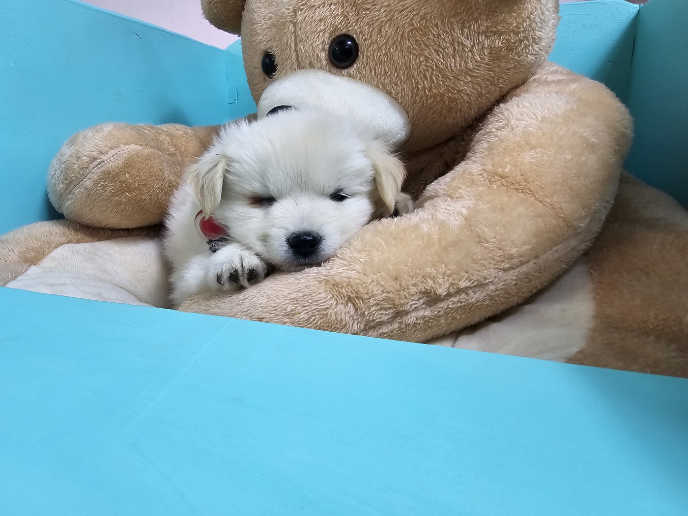 보호중 믹스견의 가…