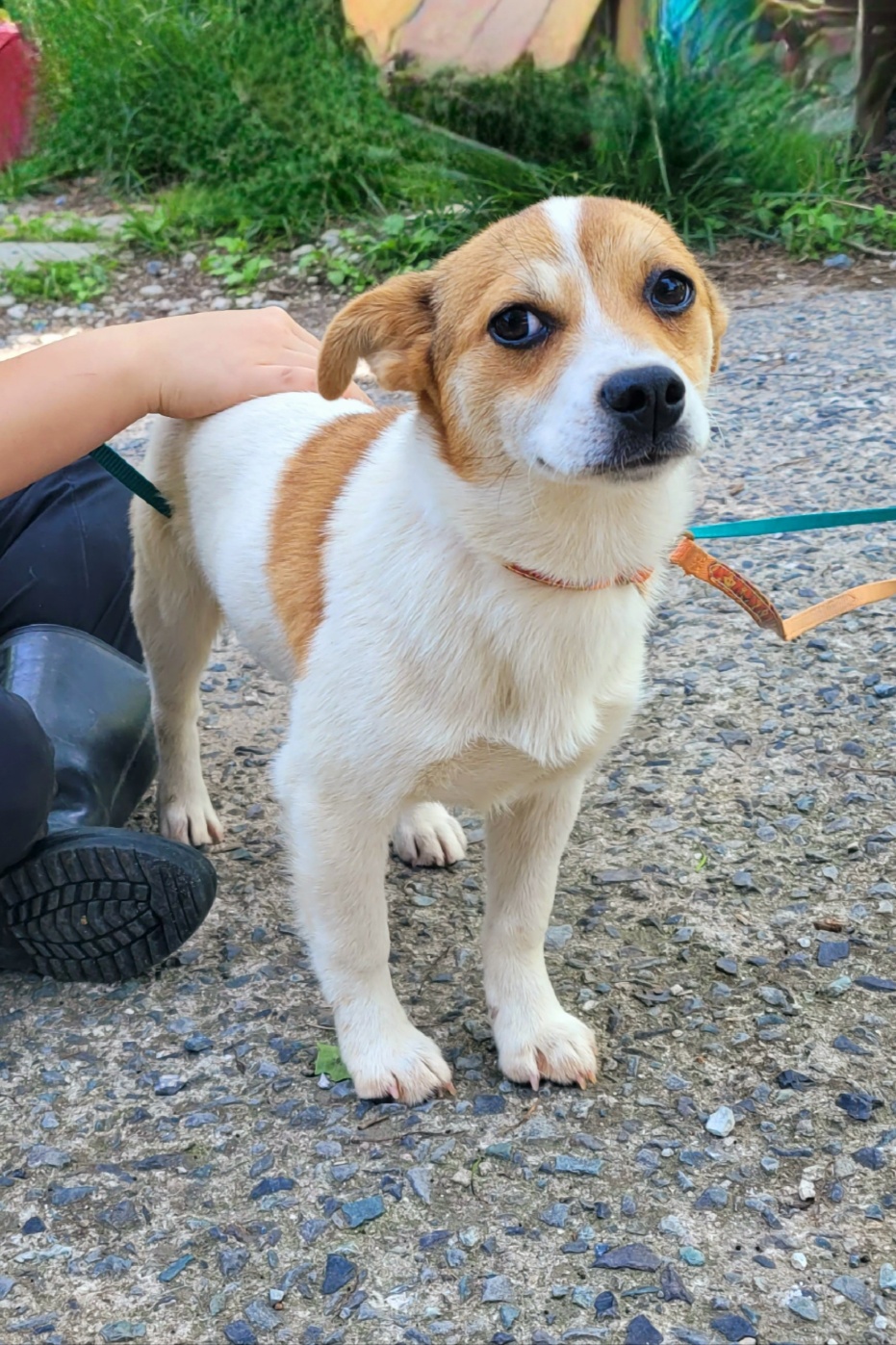 울산유기동물보호센터_431373202400604