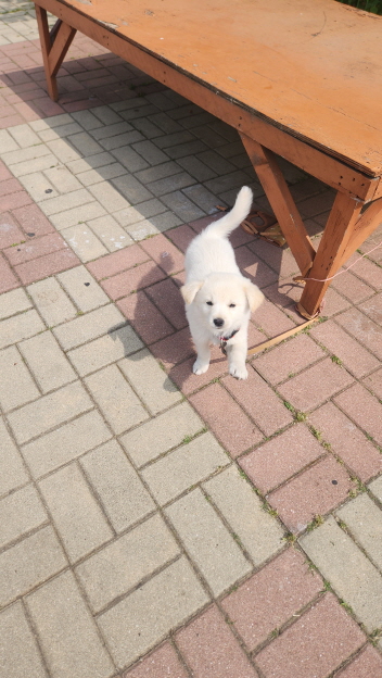 종료(입양) 진도견…