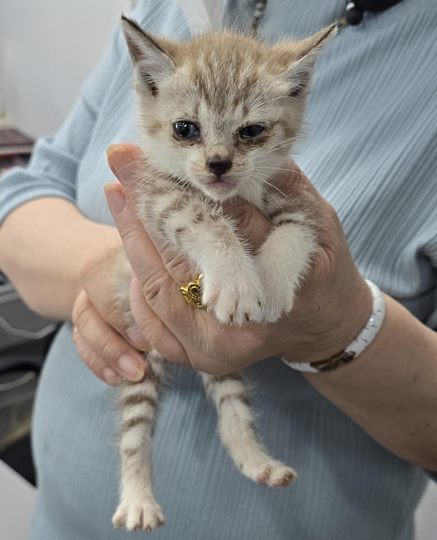 보호중 한국 고양이…