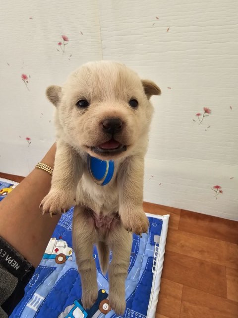 밀양시 동물보호센터_448536202400932