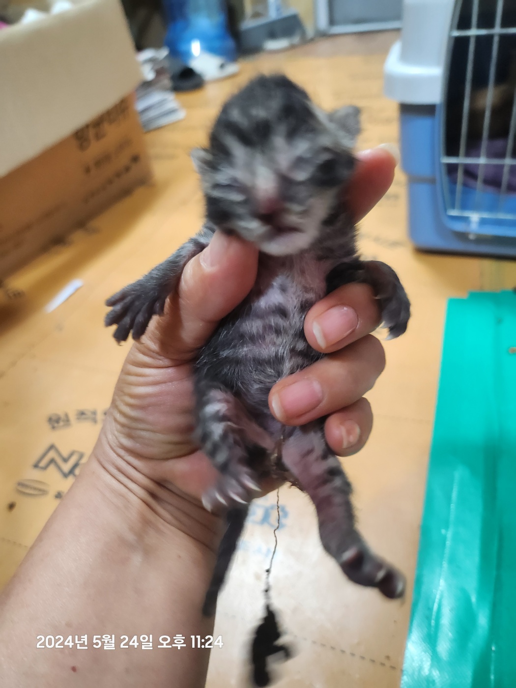 울산유기동물보호센터_431372202400257