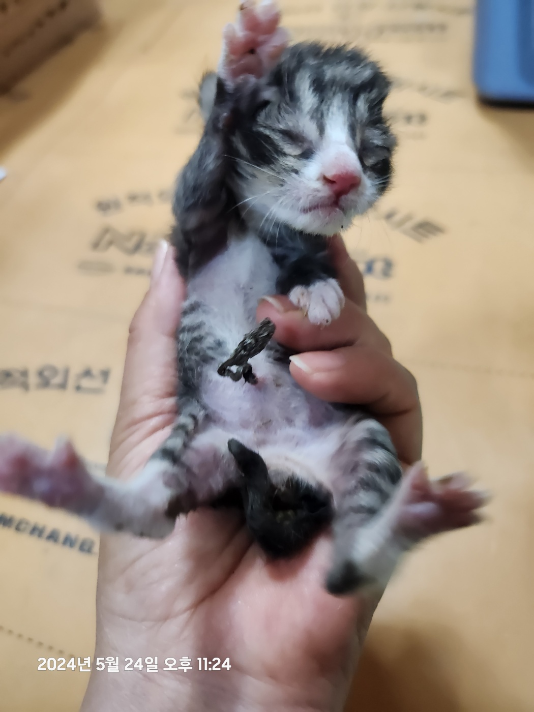울산유기동물보호센터_431372202400261