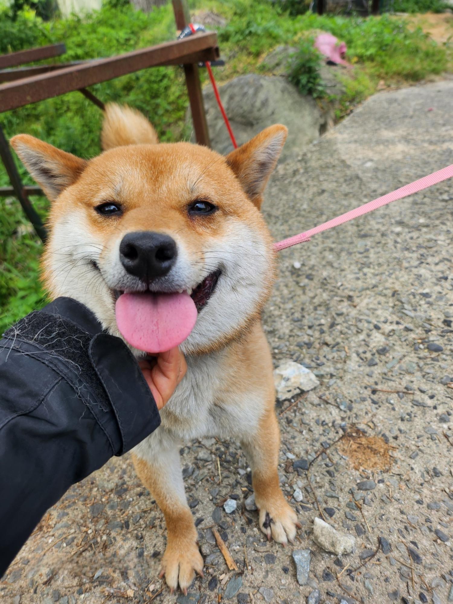 보호중 시바의 가족…