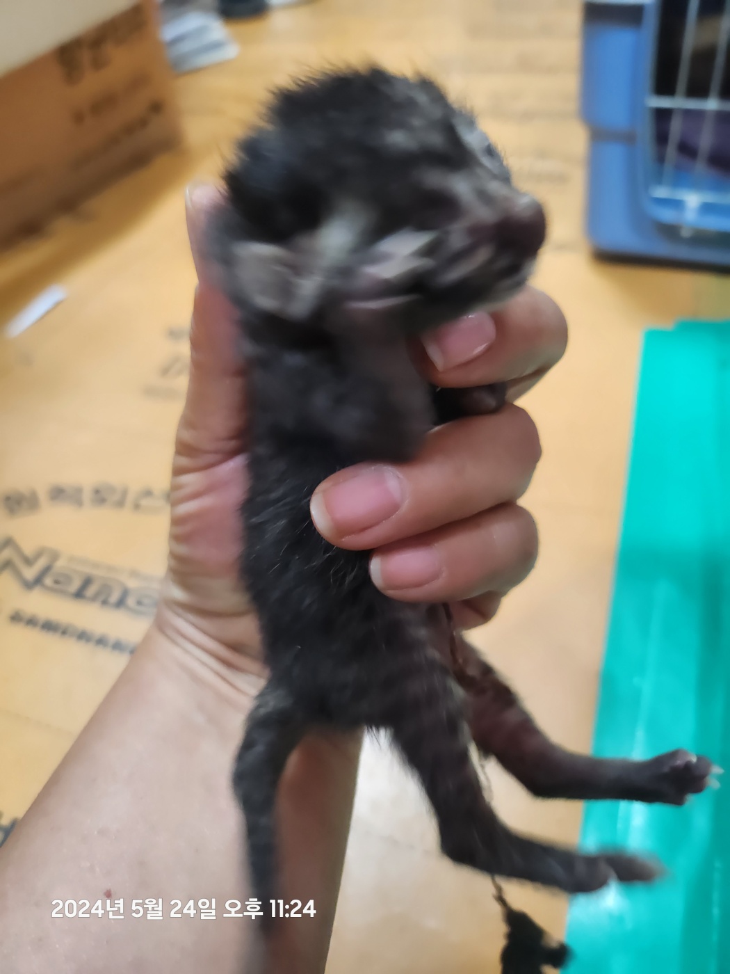 울산유기동물보호센터_431372202400256