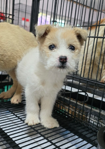 보호중 믹스견의 가…