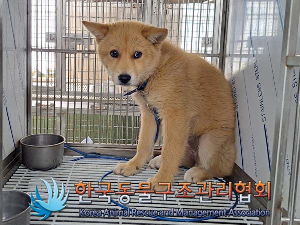 종료(입양) 믹스견…
