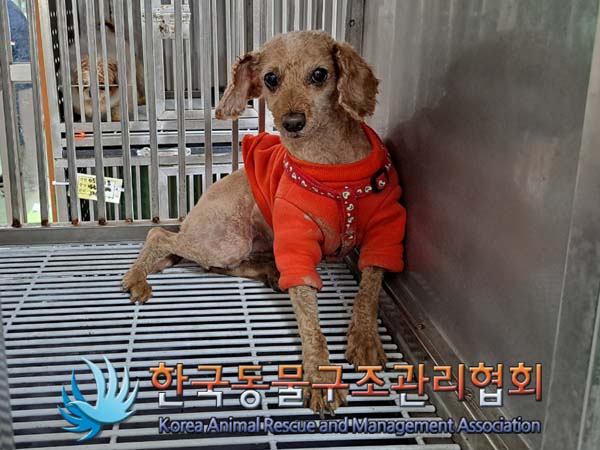 종료(반환) 푸들의…