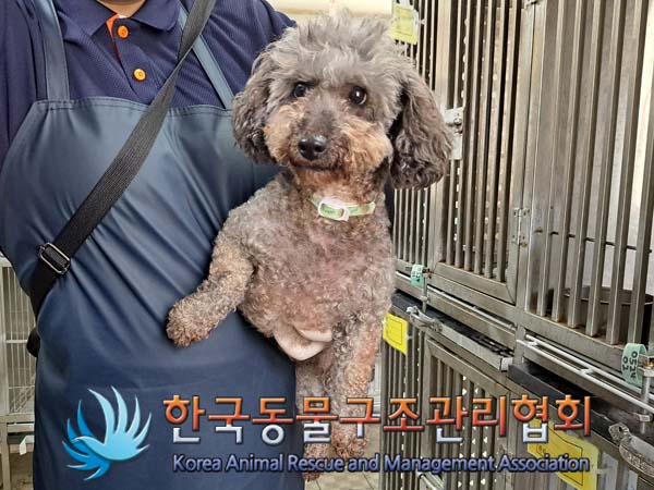 종료(반환) 푸들의…