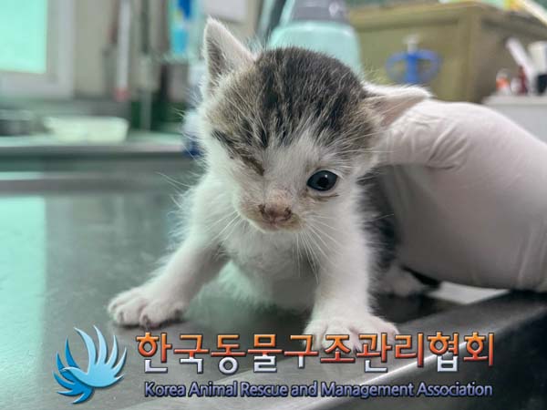 한국동물구조관리협회_441560202400564