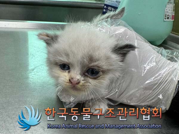 종료(자연사) 레그…