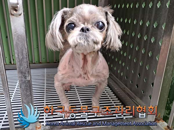 종료(반환) 시츄의…