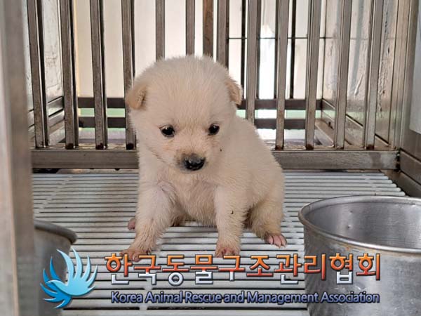 종료(입양) 믹스견…