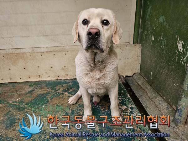 종료(안락사) 라브…
