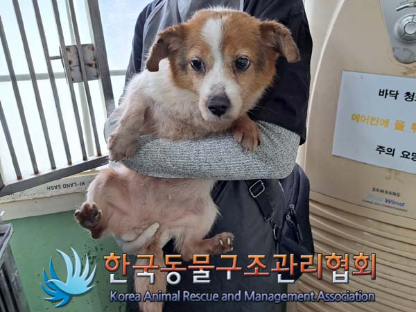 종료(안락사) 믹스…
