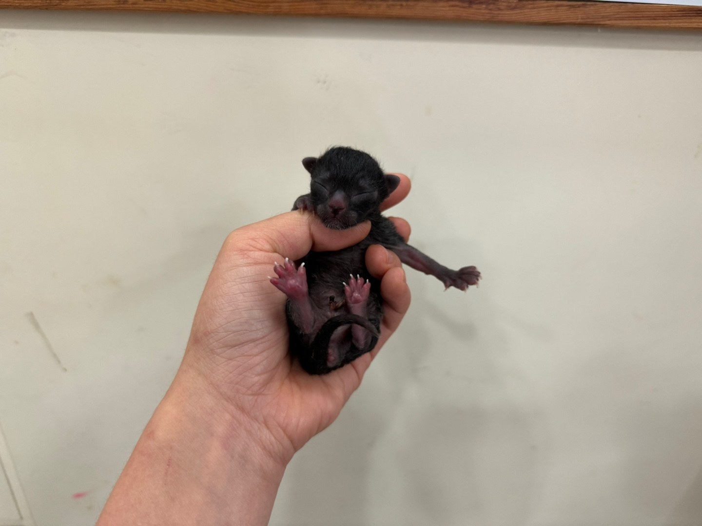 종료(자연사) 한국…