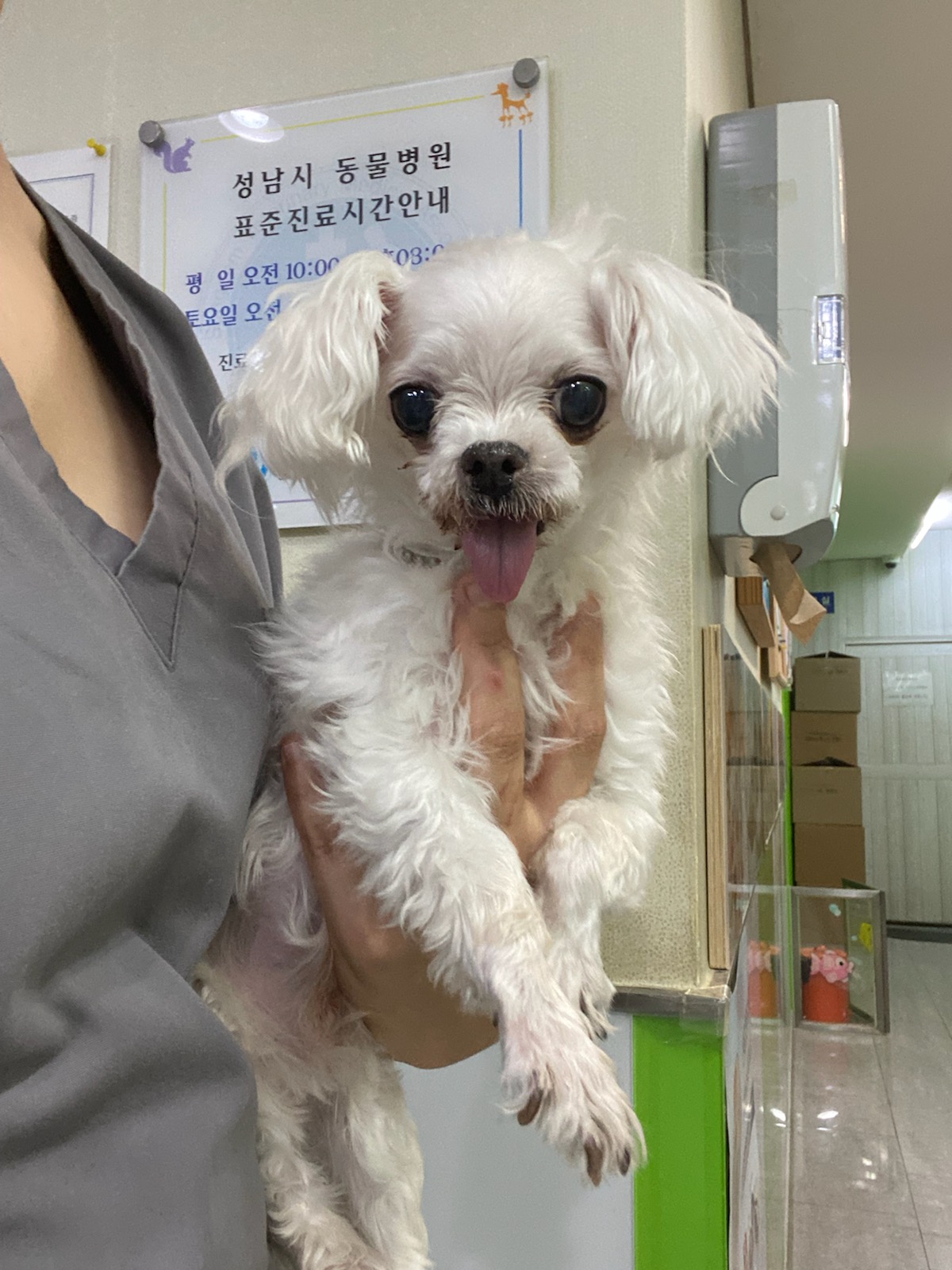 종료(반환) 말티즈…