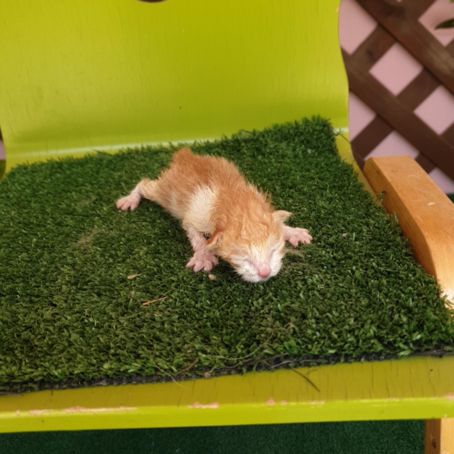 종료(자연사) 한국…