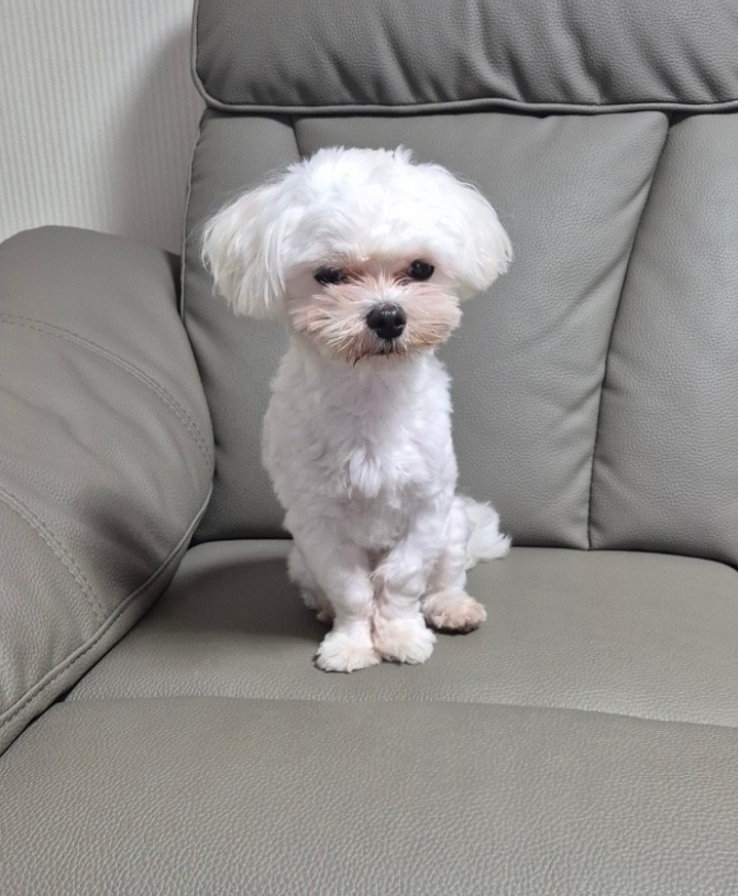 보호중 말티즈의 가…