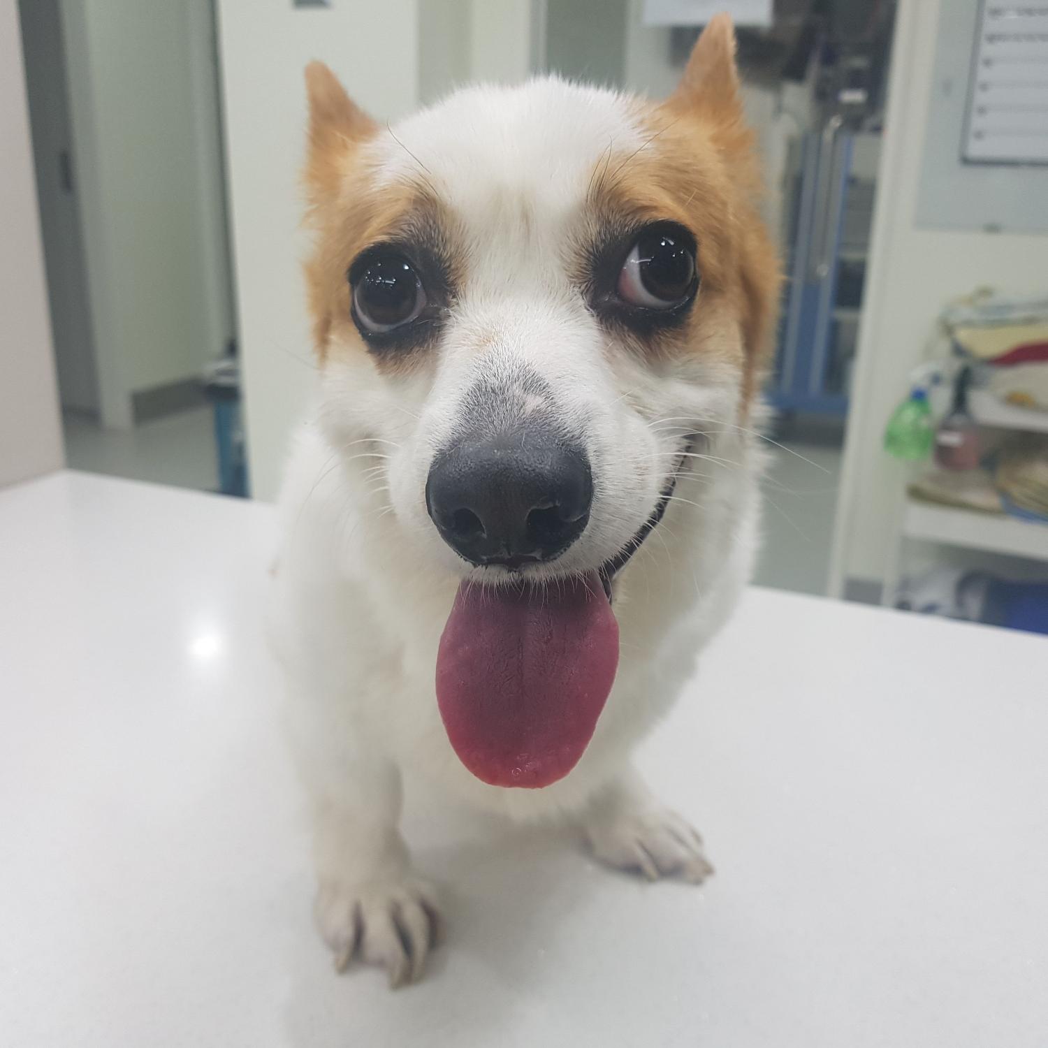 링크늘푸른동물병원_445464202401729