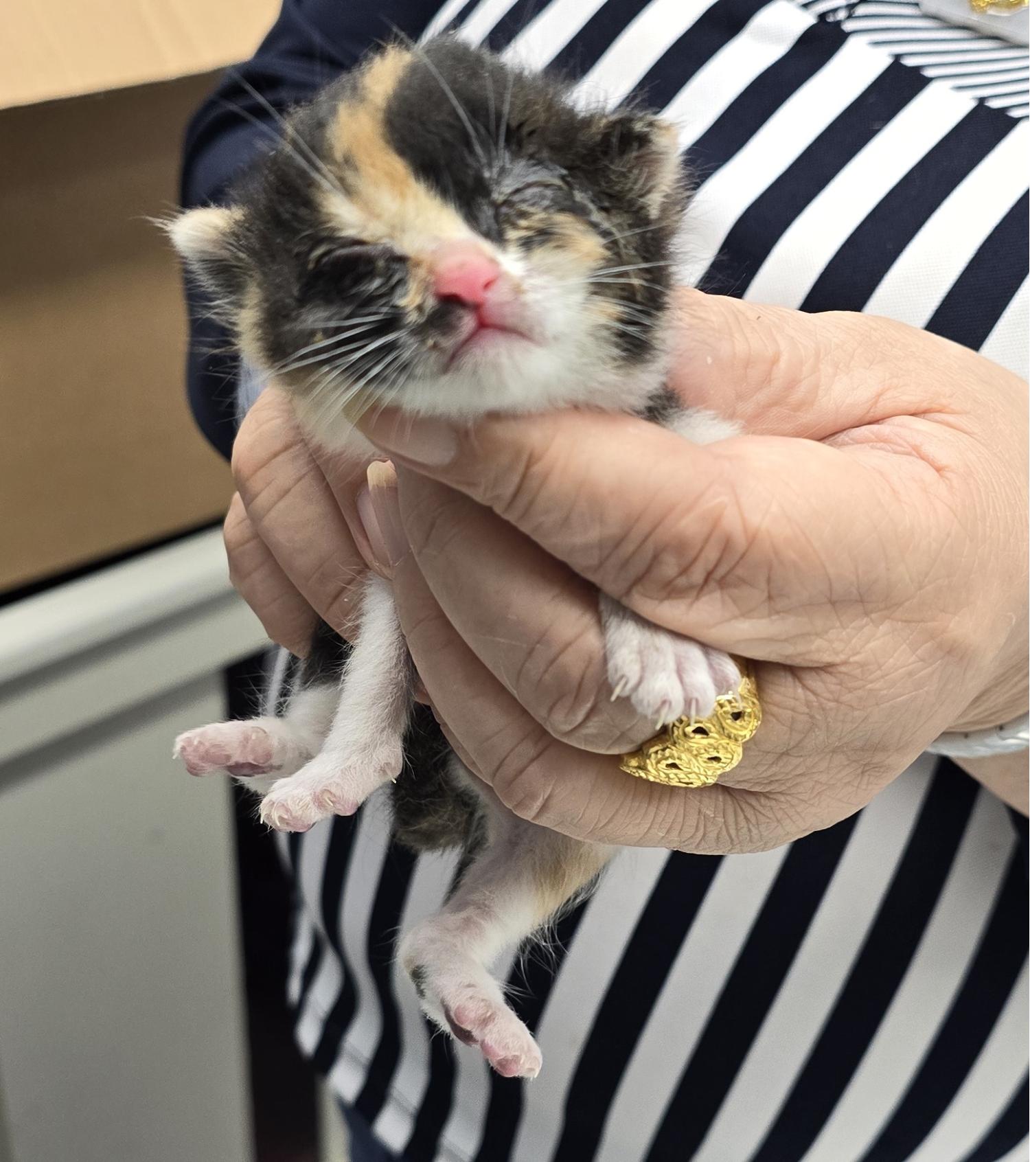 보호중 한국 고양이…