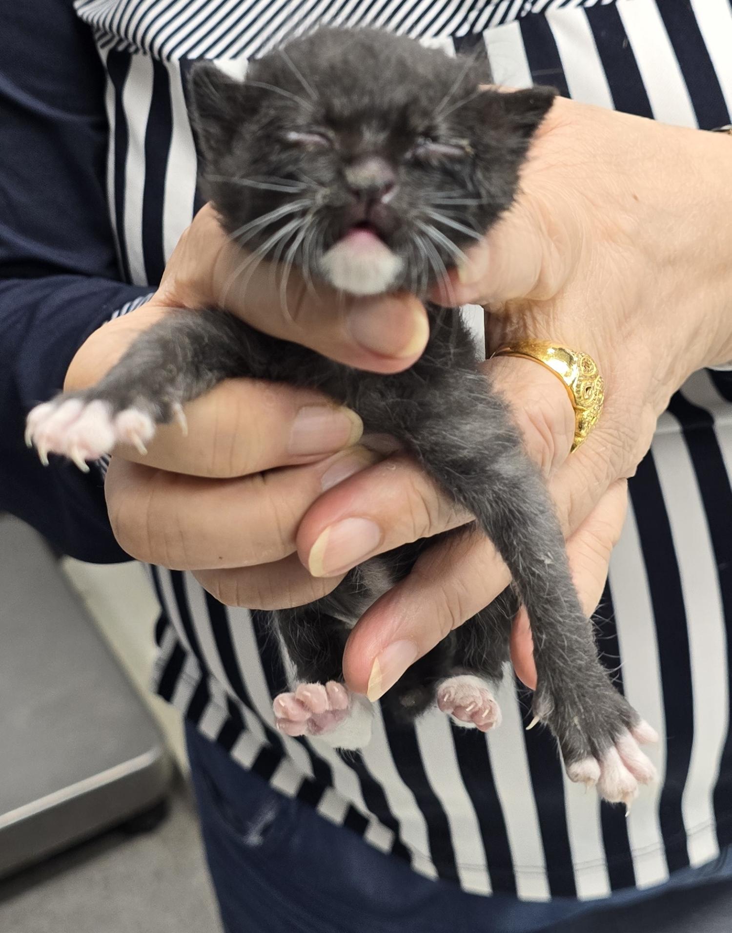 보호중 한국 고양이…