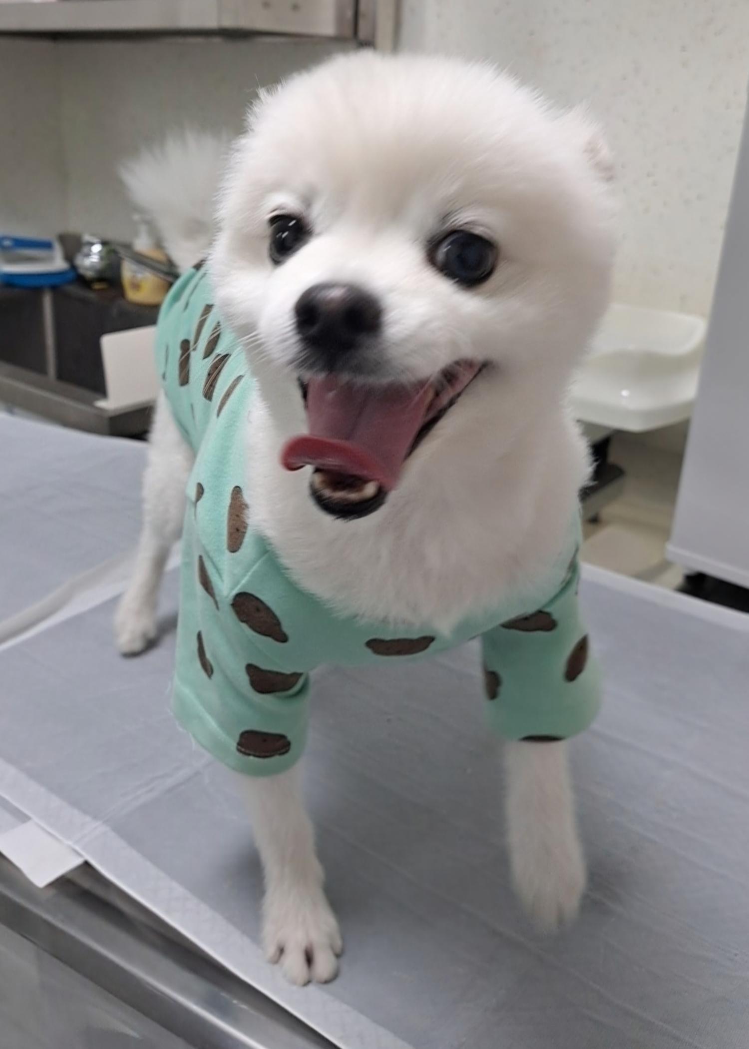 수원시 동물보호센터_441374202400649
