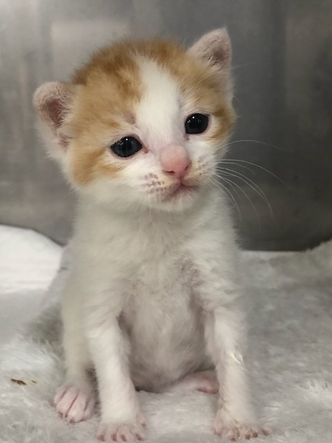 평택시유기동물보호소_441391202401047