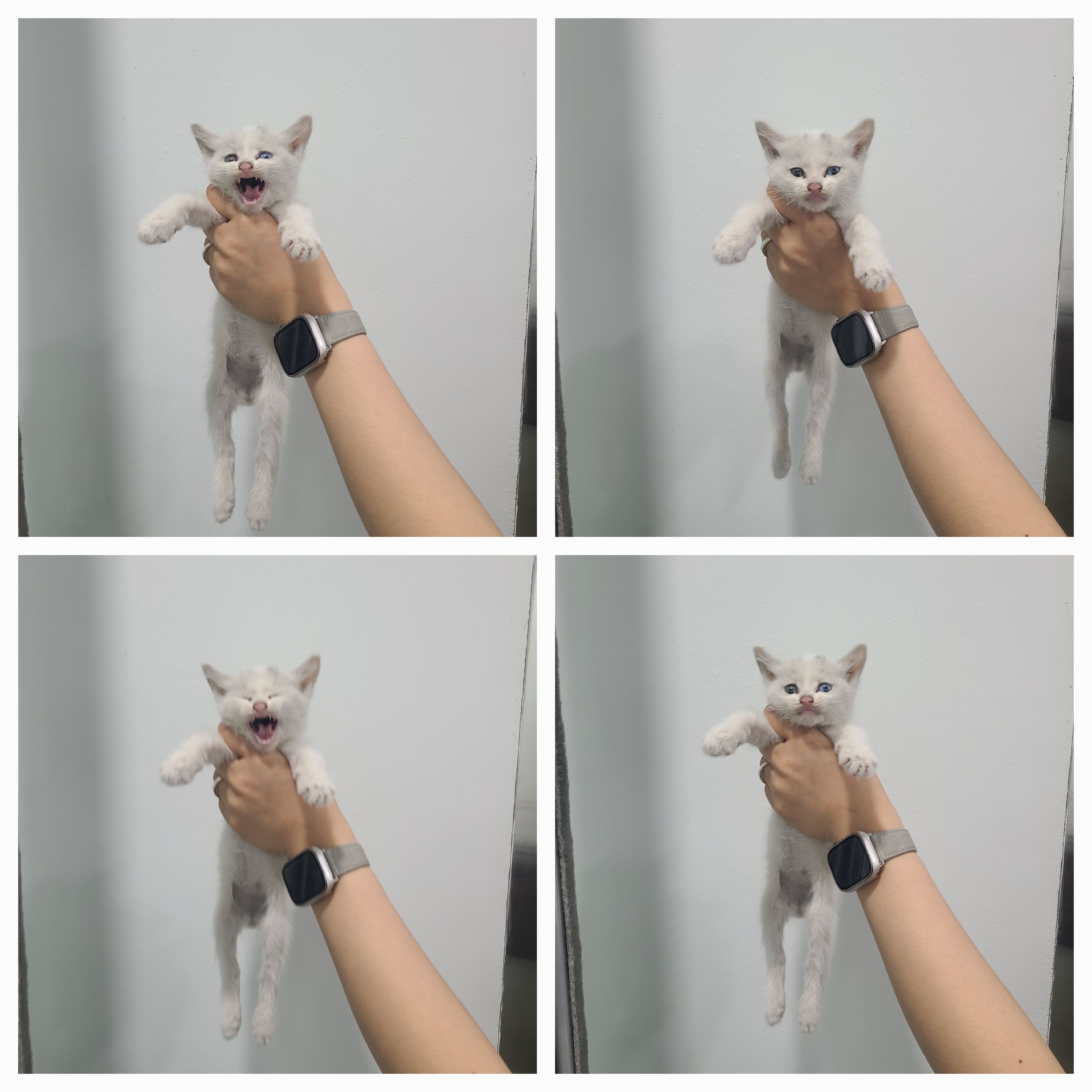 천안시 동물보호센터_444449202401203