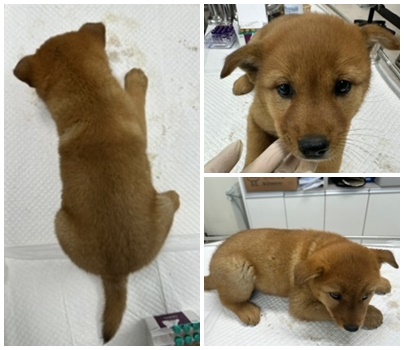 보호중 믹스견의 가…