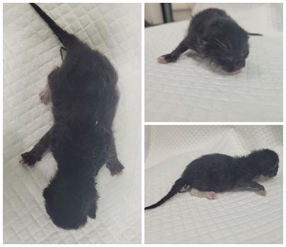 보호중 한국 고양이…