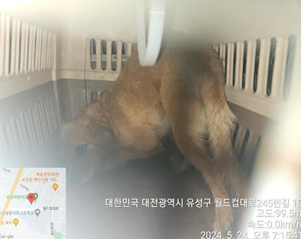 보호중 믹스견의 가…