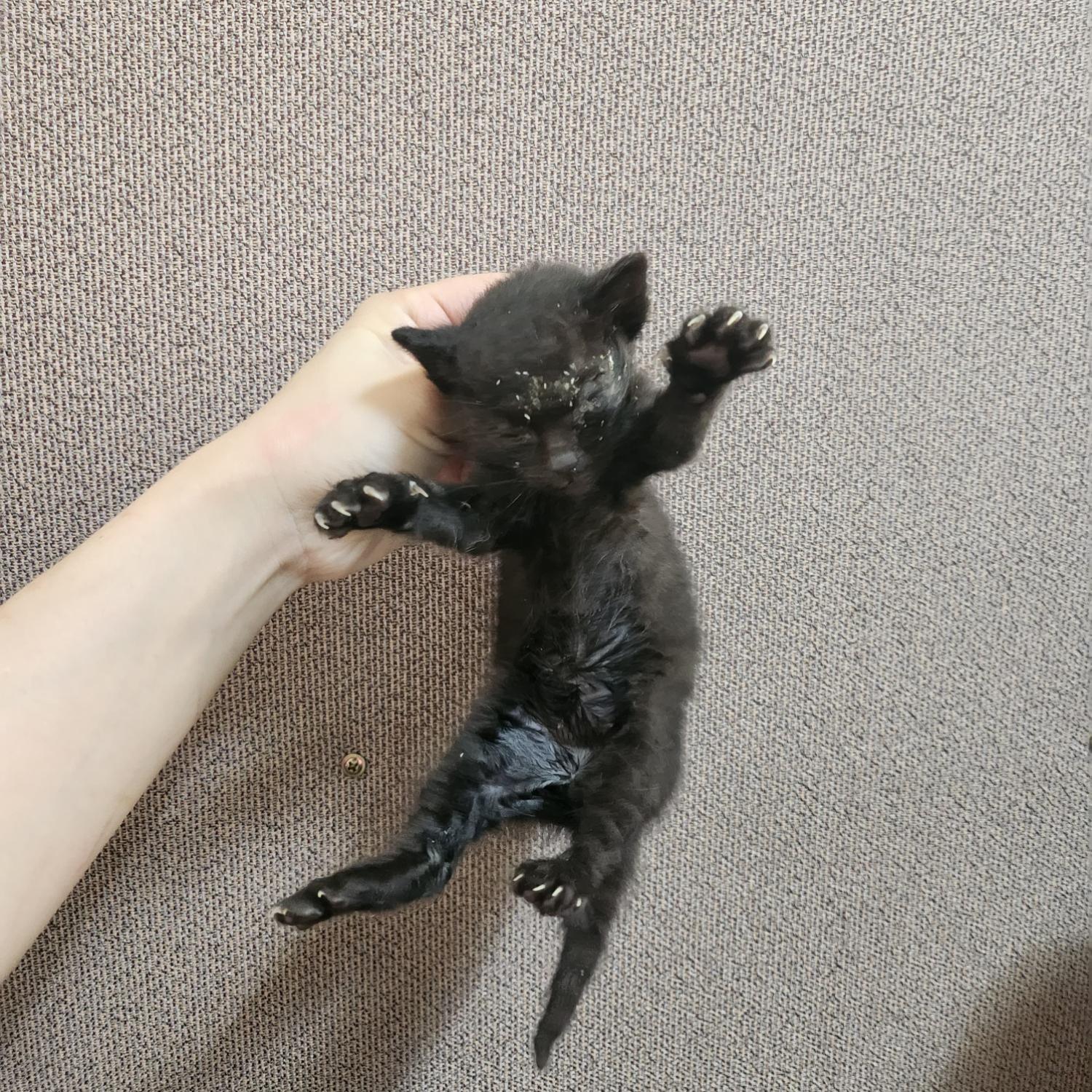 종료(자연사) 한국…