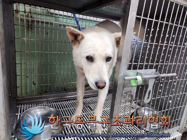 한국동물구조관리협회_441409202400696