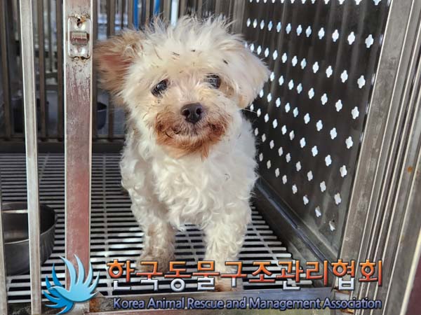 보호중 말티즈의 가…