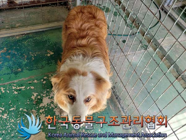 한국동물구조관리협회_441559202400606