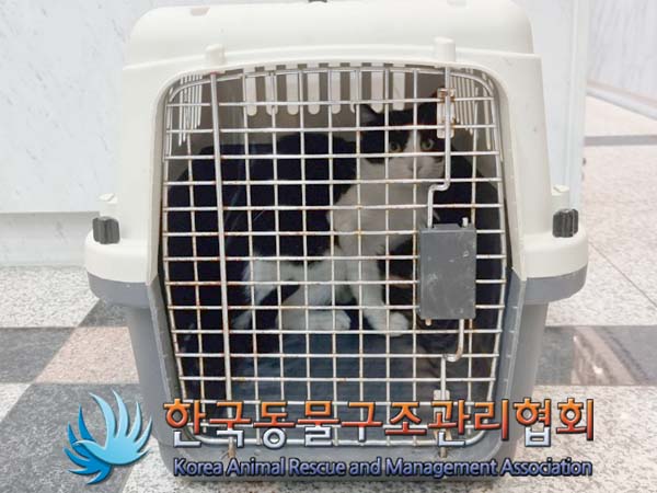 보호중 한국 고양이…
