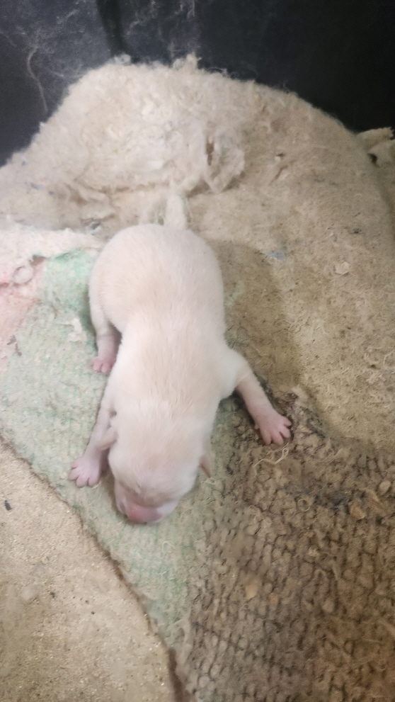 익산유기동물보호소_445468202401439