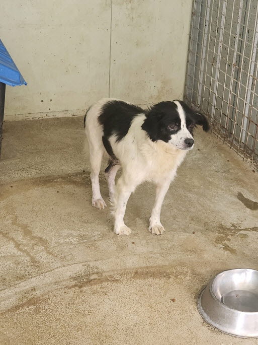 예천군유기동물보호소_447523202400420