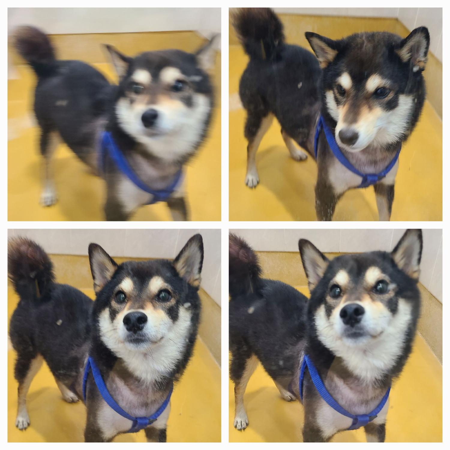 천안시 동물보호센터_444449202401208