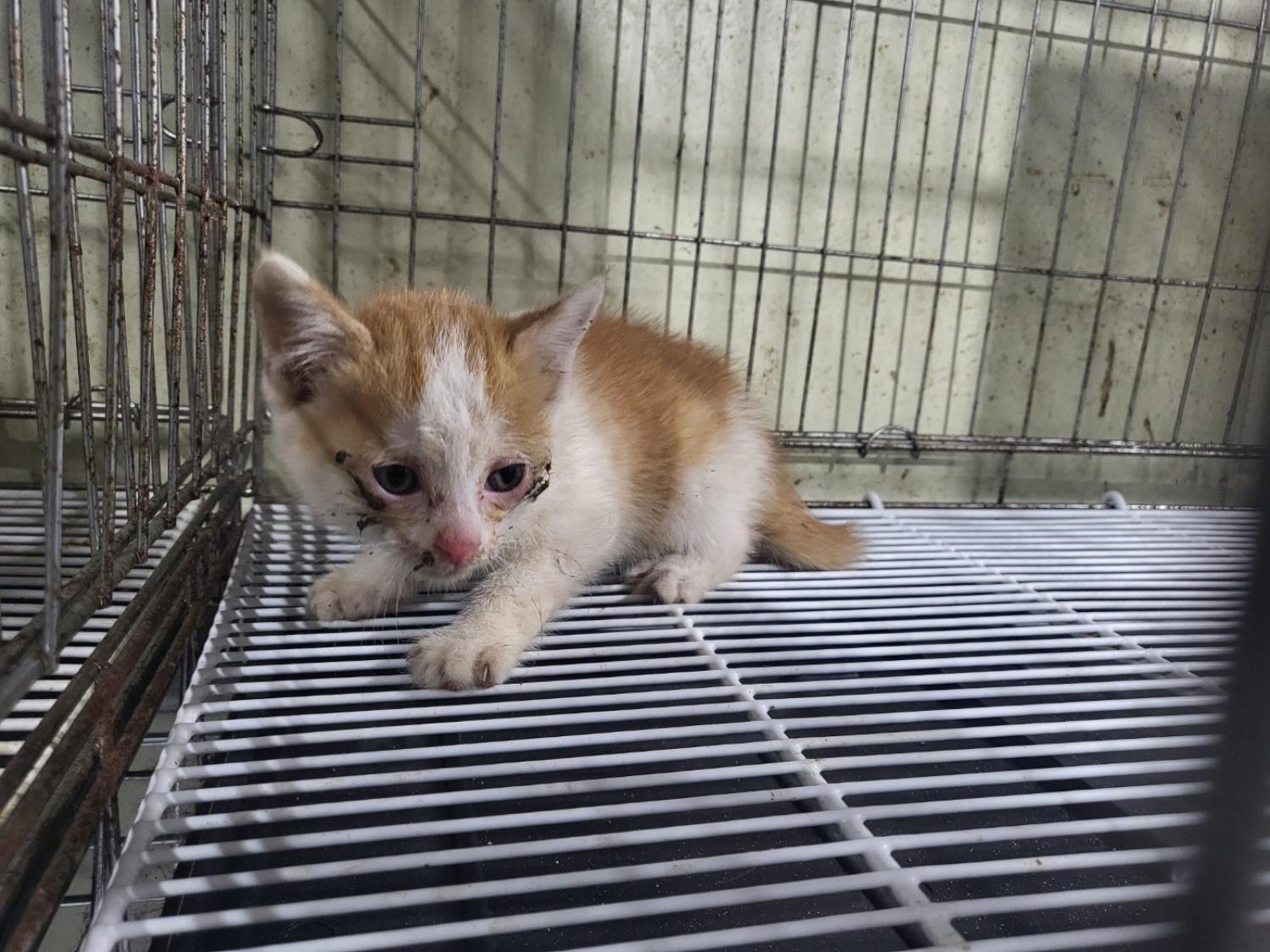 종료(자연사) 한국…