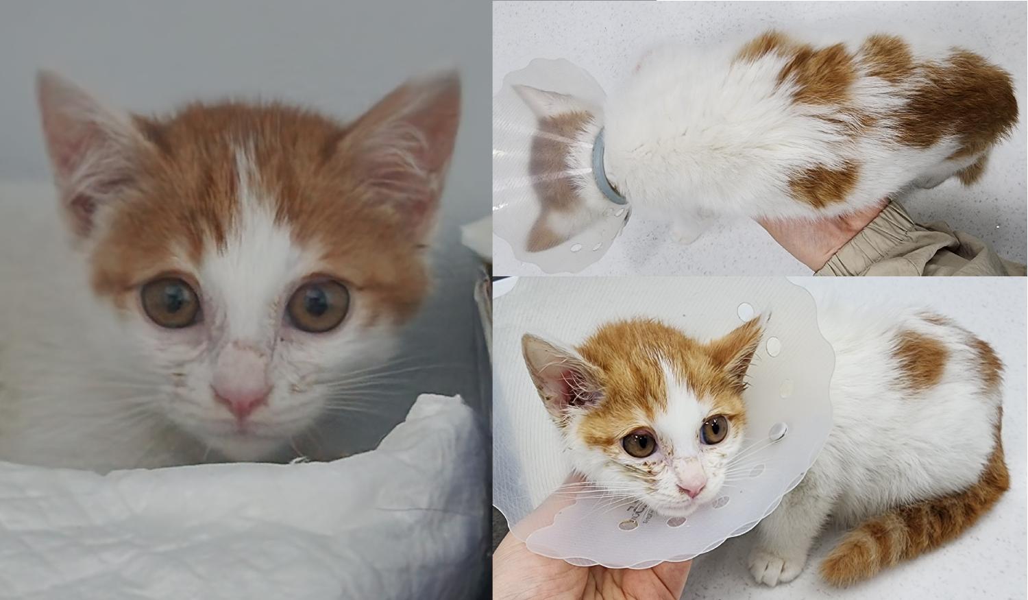 서산시 동물보호센터_444453202400503