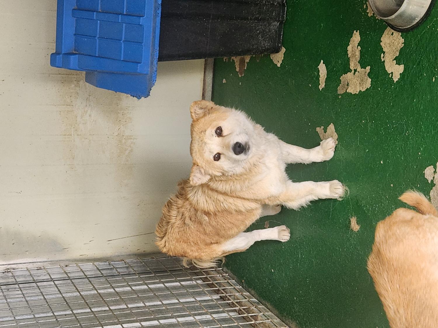 예천군유기동물보호소_447523202400421