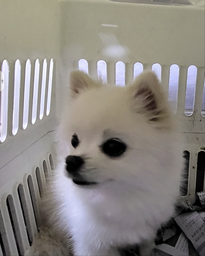 보호중 포메라니안의…