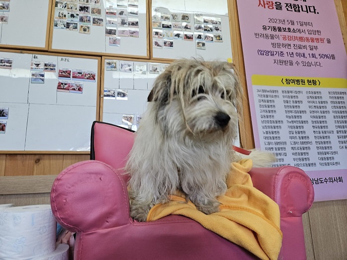종료(반환) 믹스견…