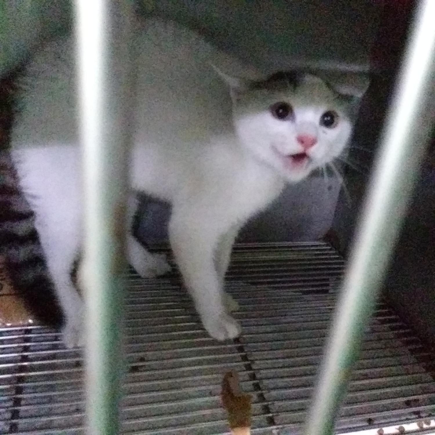 종료(자연사) 한국…